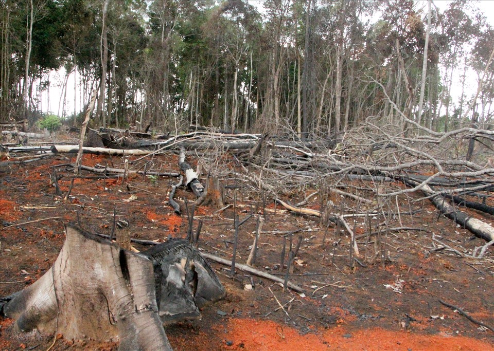 Nhiều diện tích rừng tự nhiên ở Đắk Nông đã bị người dân âm thầm hủy hoại nhằm chiếm đất làm rẫy. Ảnh: Bảo Lâm