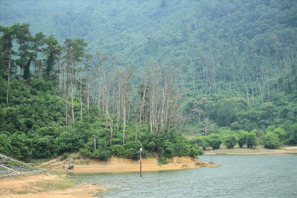 Những vạt rừng keo hàng chục năm tuổi héo khô bên cạnh hồ Đá Rỗng, xã Nhữ Hán (huyện Yên Sơn, tỉnh Tuyên Quang). Ảnh: Phong Quang