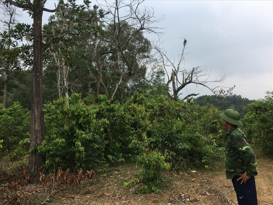Anh Nguyễn Văn Huy (thôn Hồ, xã Nhữ Hán) xót xa nhìn về phía những cây keo mình đã chăm sóc bảo vệ hàng chục năm chết khô từng ngày. Ảnh: Phong Quang