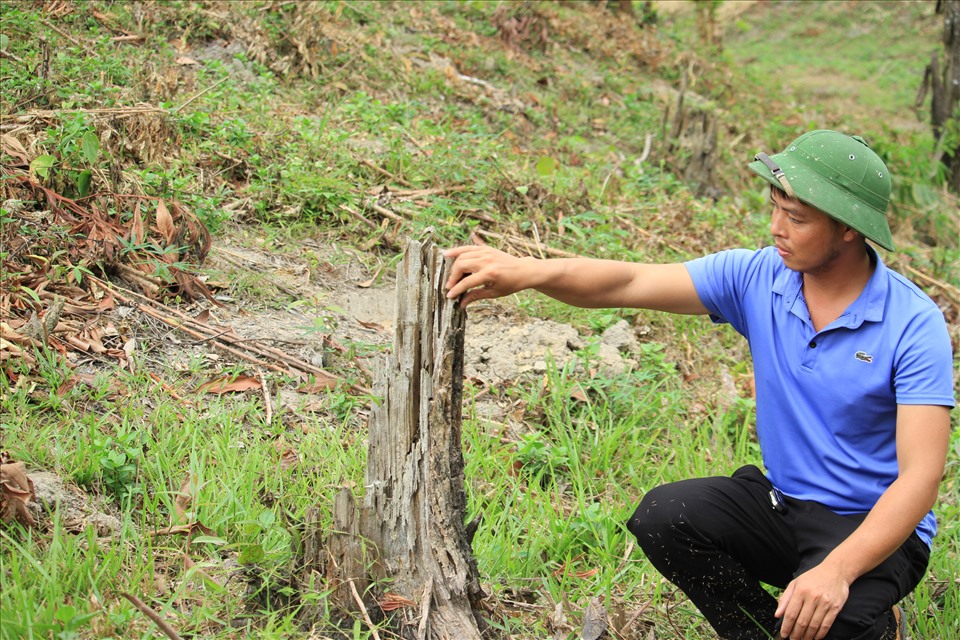 Anh Trần Văn Quỳnh (xã Nhữ Khê, huyện Yên Sơn) bên một gốc keo đã chết khô, gãy đổ. Ảnh: Phong Quang