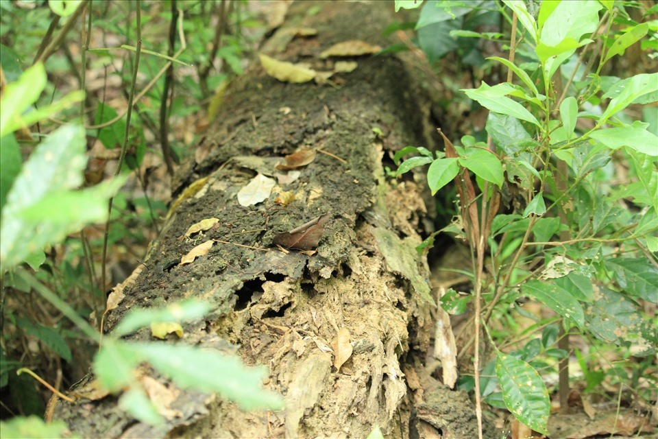 Cây keo chết khô, mục ruỗng nhưng không được phép khai thác, mang ra khỏi rừng vì quyết định giữ nguyên hiện trạng chờ dự án. Ảnh: Phong Quang.