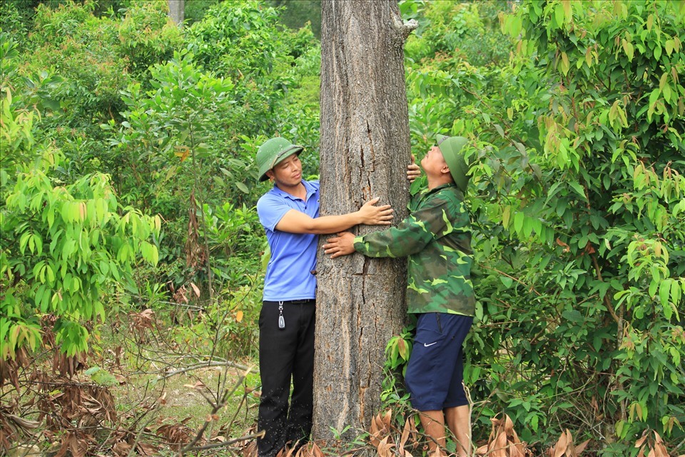 Những cây keo có tuổi đời gần hai chục năm, đường kinh thân 2 người ôm chết khô vì quá chu kỳ sinh trưởng. Ảnh: Phong Quang.