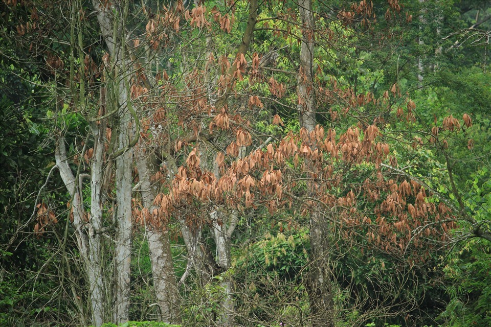 Giữa cánh rừng xanh không khó để bắt gặp những cụm cây keo tuổi đời hàng chục năm chết khô, héo lá. Ảnh: Phong Quang.