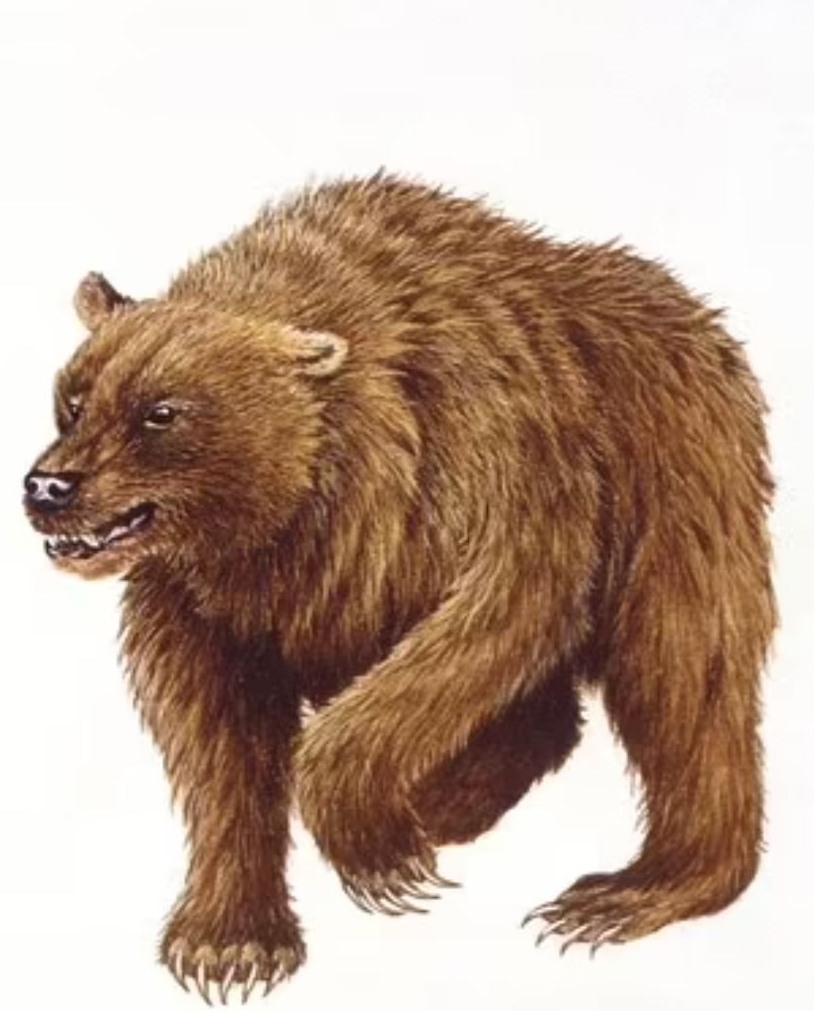 Hình minh họa một con gấu hang động đã tuyệt chủng. Ảnh: Đại học Liên bang Ural