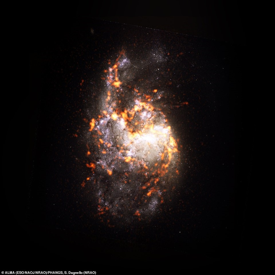 Thiên hà NGC1385 hình đĩa là một trong những đối tượng khảo sát. Ảnh: Dự án nghiên cứu PHANGS