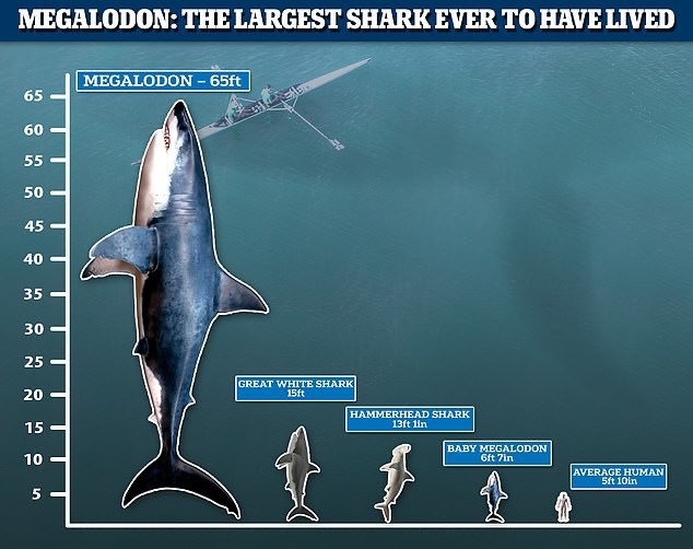 Các ước tính mới cho thấy cá mập megalodon thực sự thậm chí còn lớn hơn người ta nghĩ trước đây.