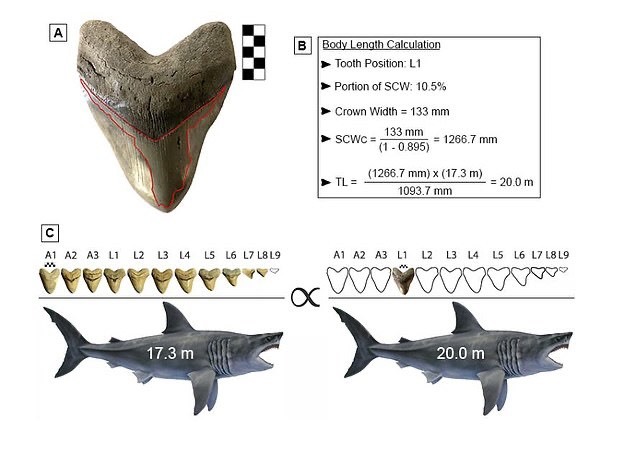 Các nhà nghiên cứu đã có thể ước tính kích thước của megalodon dựa trên chiều rộng răng của nó.