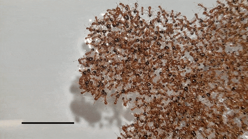 Những con kiến di chuyển tự do trên những con kiến cố định neo lại với nhau để tạo thành một bè kiến lửa. Ảnh: Đại học Colorado Boulder