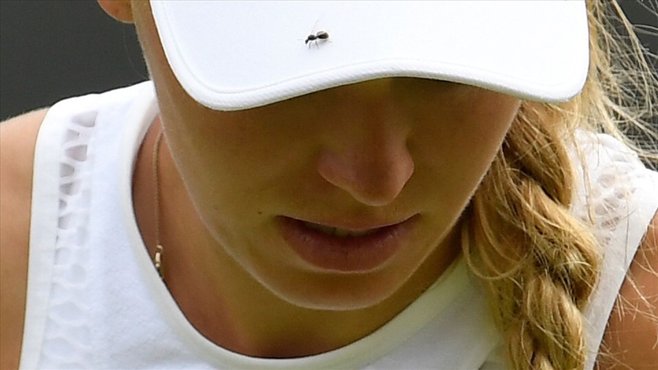 Kiến cánh thường xuất hiện ở những trận đấu tại giải quần vợt Wimbledon. Ảnh: Sky News.