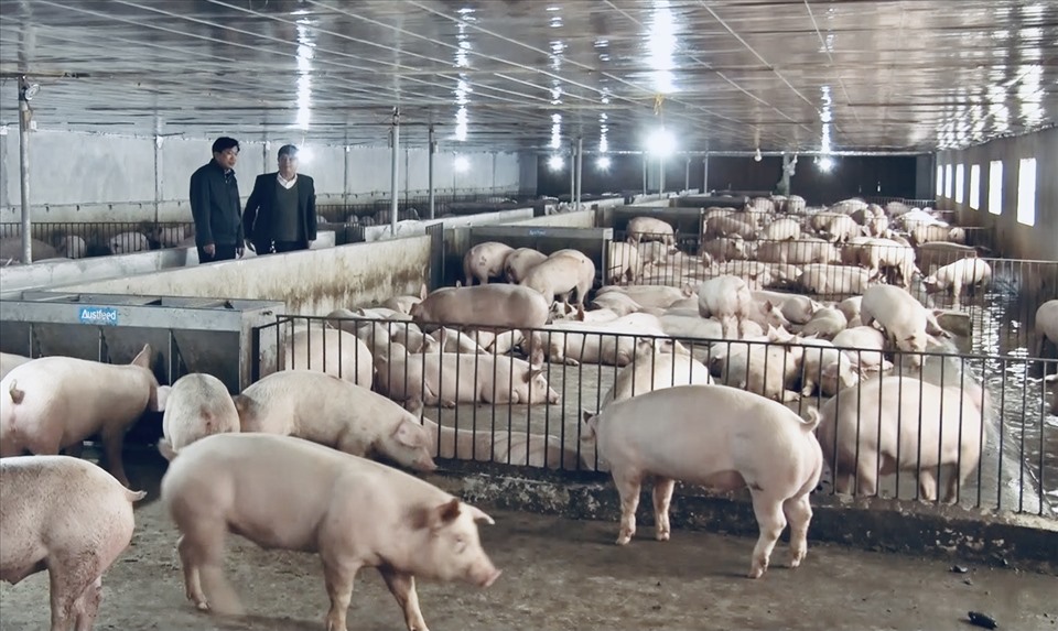 Trang trại chăn nuôi lợn công nghệ cao Mavin (Úc) tại xã Hùng Sơn. Ảnh: Hoàng Nam
