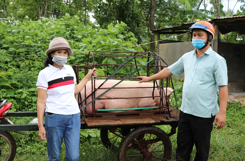 Bà Hạt (trái ảnh) dành tặng con lợn hơn 120kg để xã làm đồ ăn khô gửi tặng cho vùng dịch. Ảnh: Hưng Thơ.