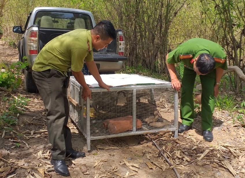 Lực lượng chức năng tỉnh Đắk Nông tôt chức thả động vật về rừng. Ảnh: Bảo Lâm