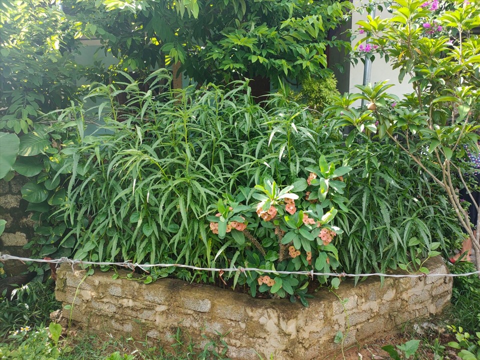 Công an huyện Thạch Thành (Thanh Hóa) phát hiện gia đình ông Chương trồng hơn 100 cây cần sa sau vườn nhà. Ảnh: CATH