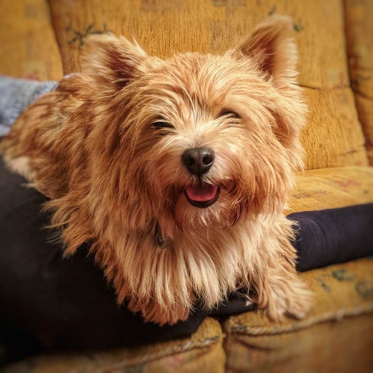 5. Norwich Terrier: orwich Terrier là một giống chó sục có ngoại hình nhỏ bé nhưng rất khỏe mạnh, thân hình và những cặp chân đều ngắn tạo nên một dáng vẻ rất cứng cáp và lanh lợi. Loài chó này có kích thước chiều cao khoảng 25 cm và cân nặng từ 4 – 6 kg.  Loài chó Norwich có một bộ lông dạng sợi thẳng và dẻo dai, lông rậm hơn ở phần cổ và ngực tạo thành bờm có tác dụng bảo vệ trong các cuộc tấn công, màu lông của chúng chúng thường có màu nâu, nâu đỏ, nâu đen, màu lúa mỳ và màu xám.