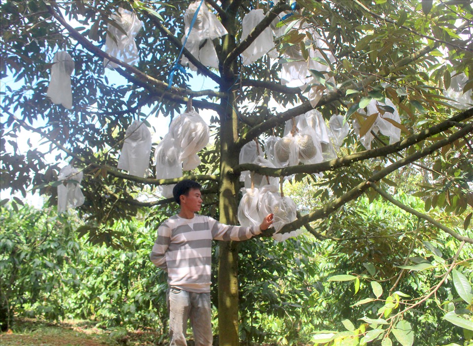 Chẳng những có giá trị cao mà cây sầu riêng vào giai đoạn thu hoạch cũng cho sản lượng 4-5 tạ/cây. Ảnh: Bảo Lâm