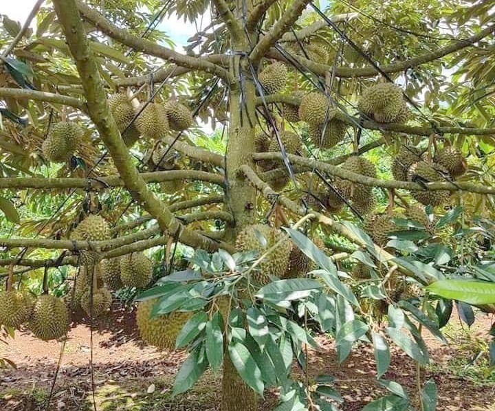 Quy trình trồng cây sầu riêng