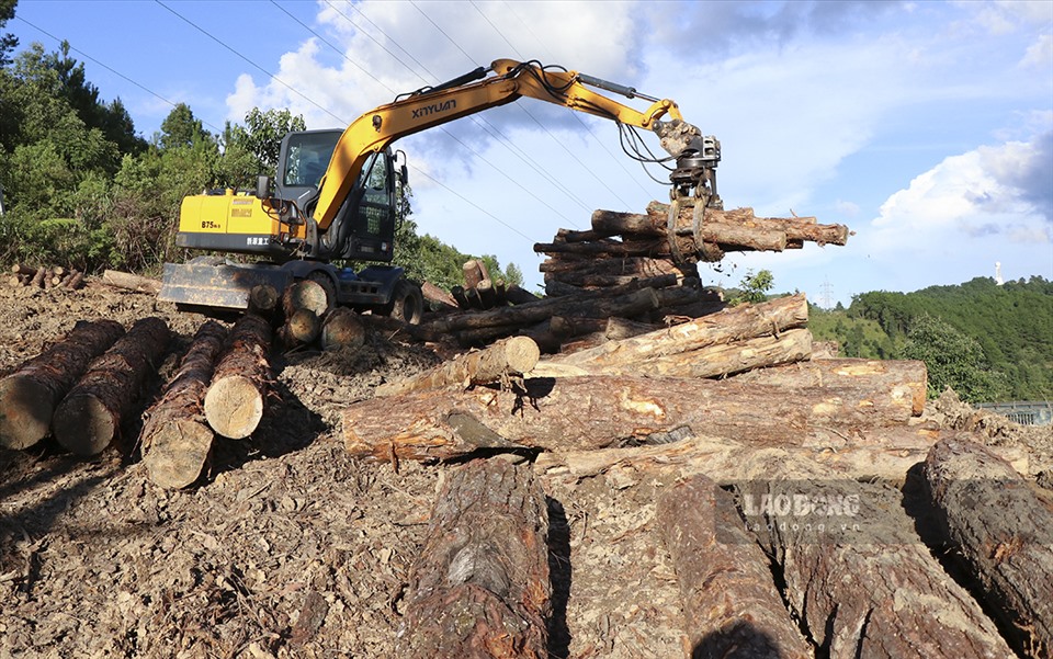 Đại diện đơn 1 vị trực tiếp khai thác và thu mua gỗ cho biết, hàng trăm khối gỗ mới được chuyển đi.