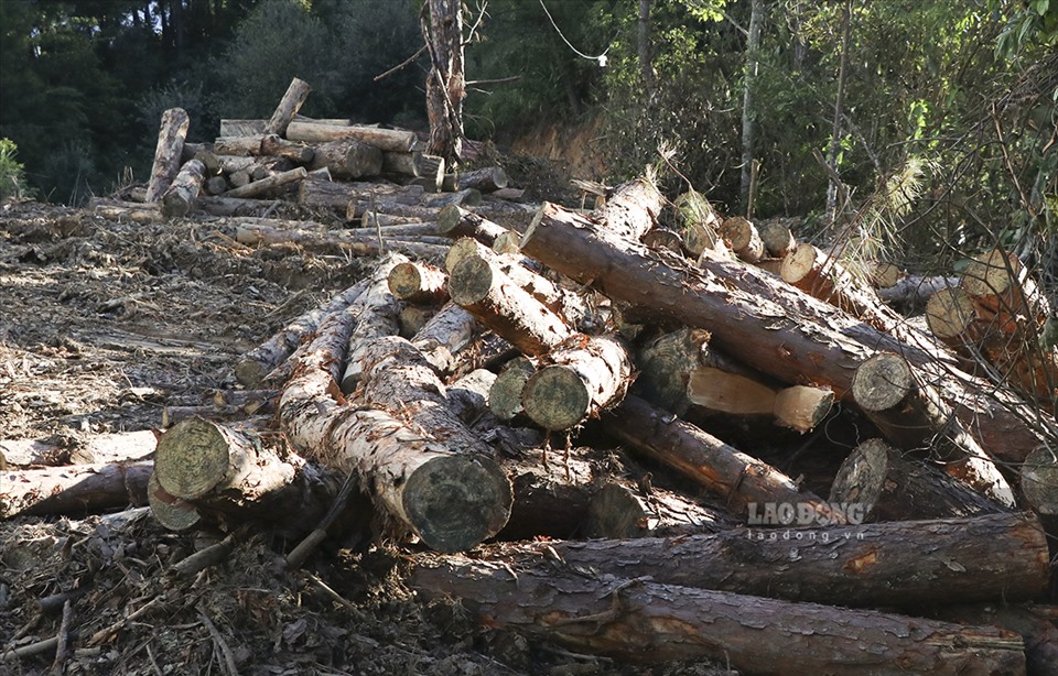 Sâu trong lõi rừng, vẫn còn rất nhiều khối gỗ chưa kịp chuyển ra.