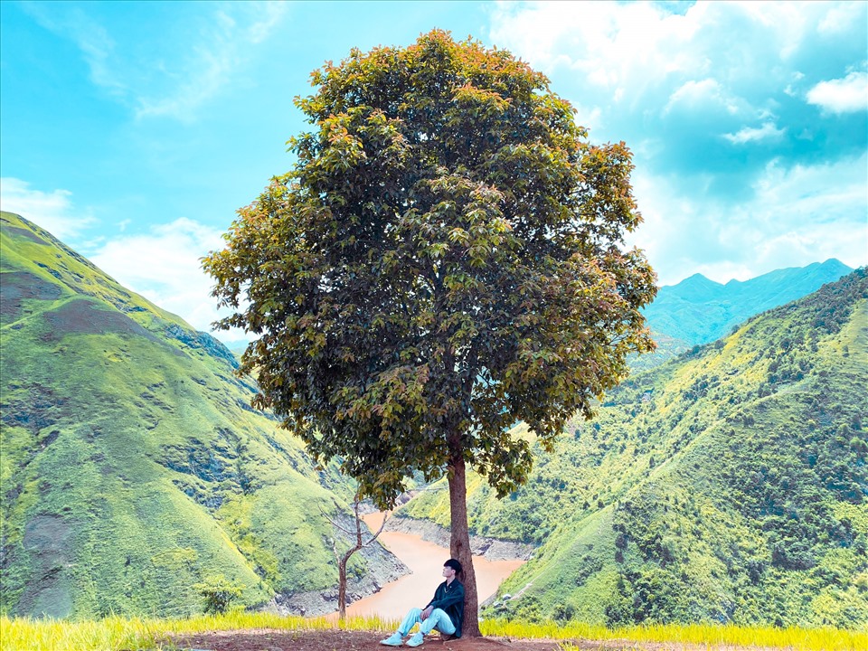 Hình ảnh cây Tre đẹp nhất | Cây, Thiên nhiên, Hình ảnh