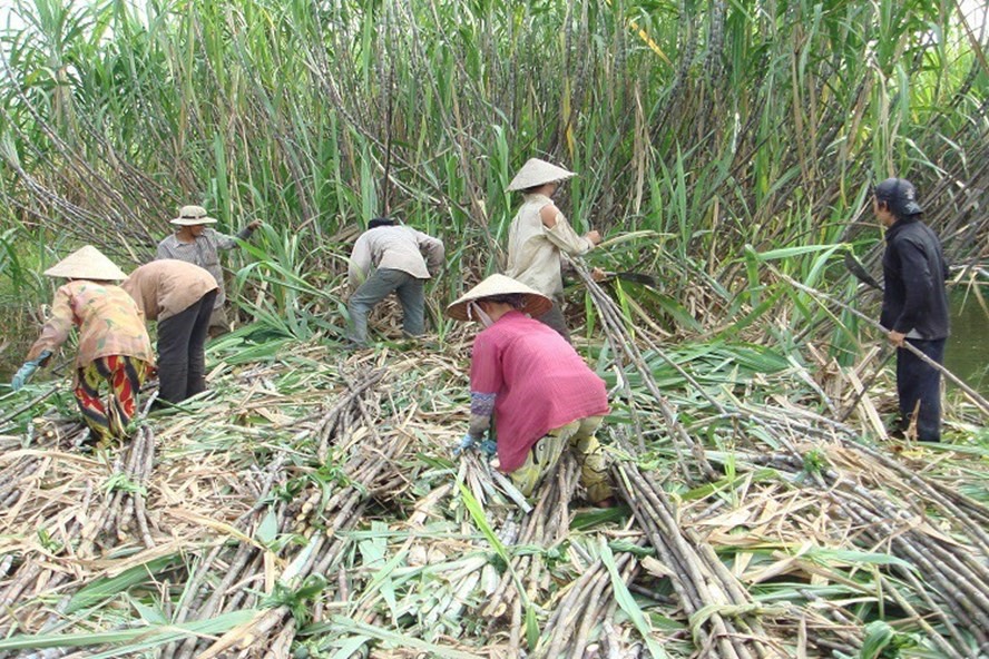 Nông dân trồng mía và ngành mía đường trong nước khó khăn trước “cơn lốc” đường nhập ngoại. Ảnh: Nguyễn Huyền
