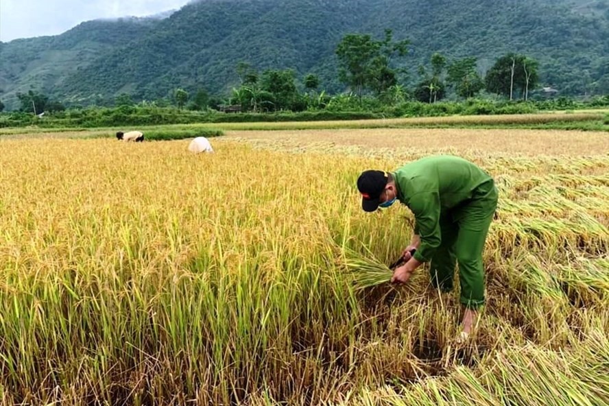 Giá gạo giảm kéo giá lúa trong nước giảm, xuất khẩu gạo kém sôi động. Ảnh: Tuấn Hường