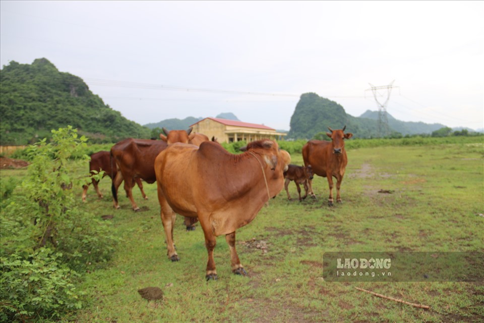Trở thành điểm chăn thả trâu bò lý tưởng cho những người nông dân quanh khu vực.