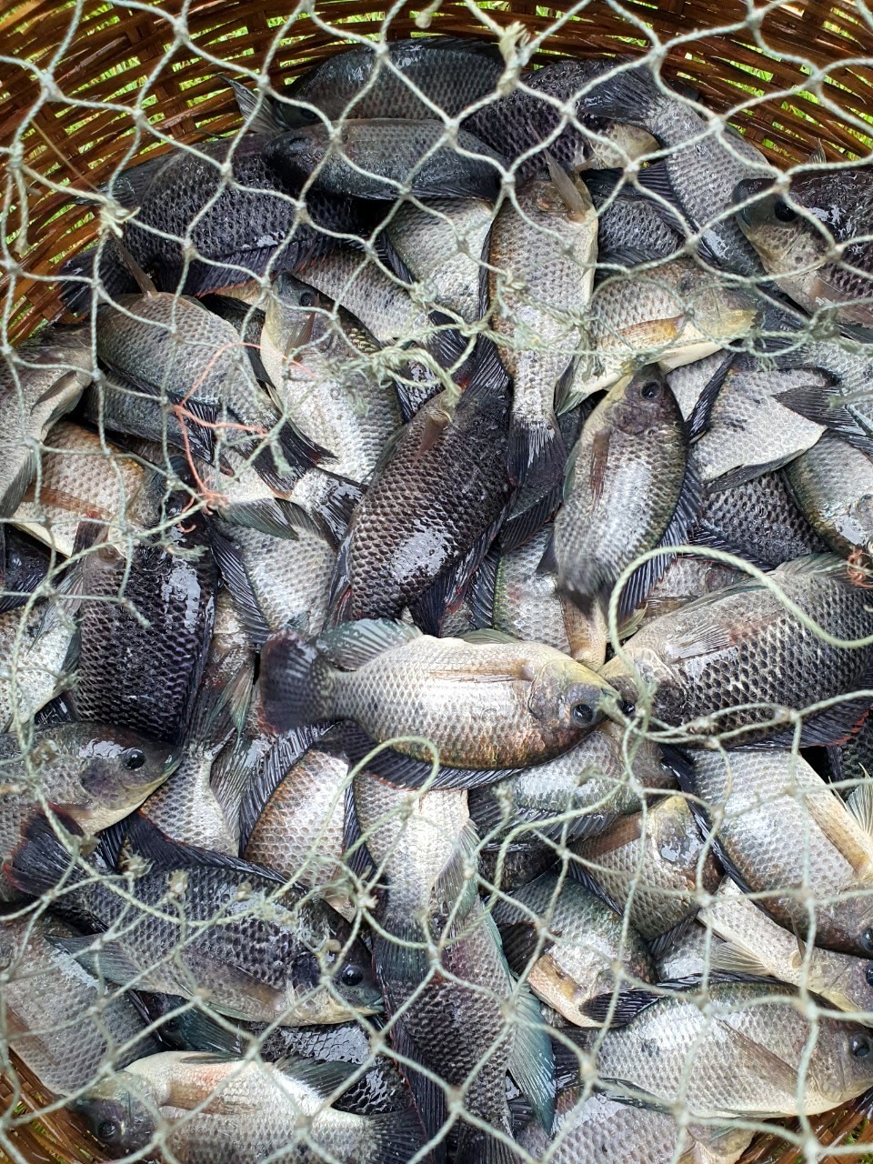 Con cá của người dân huyện Đông Hải có thể chở đi tiêu thụ tại các chợ huyện Đông Hải, Bạc Liêu góp phần không làm khan hiếm hàng hóa tại các đô thị.