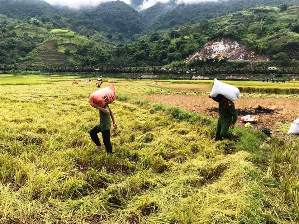Hỗ trợ nông dân thu hoạch lúa trong dịch bệnh COVID-19. Ảnh: Nguyễn Anh Tuấn