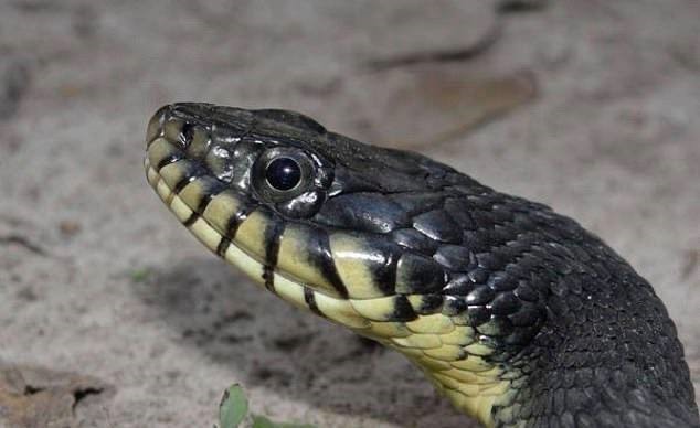 USGS cũng đã tìm thấy một con rắn khỏe mạnh trong khu vực đang lây lan nấm rắn. Ảnh: USGS