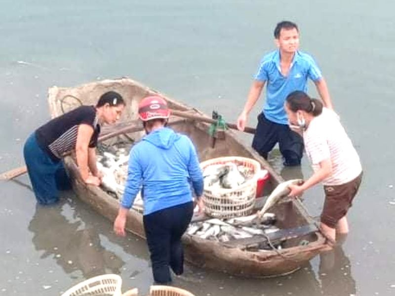 Rất nhiều cá bị chết trên sông Lạch Bạng (thị xã Nghi Sơn - Thanh Hóa). Ảnh: T.N