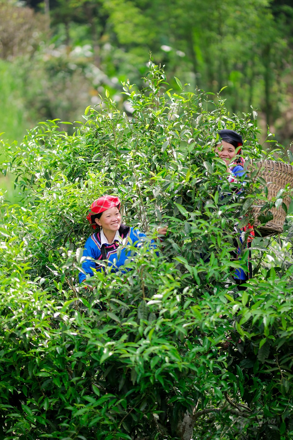 Người Cờ Lao đỏ ở xã Túng Sán, huyện Hoàng Su Phì, tỉnh Hà Giang hái những búp trà ướp trong sương mù, la đà trong mây suốt bốn mùa. Ảnh: Trần Chí Nhân