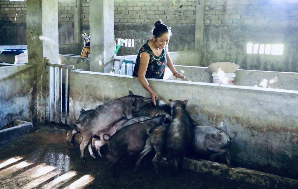 Mô hình nuôi lợn nái được Hội phụ nữ xã Hữu Kiệm nhân rộng tại hai bản Na Chảo và bản Hòm. Ảnh: Hồng Sơn