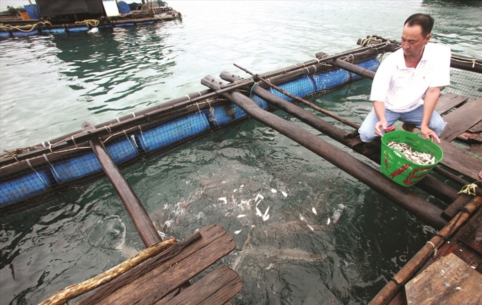 Người dân trên đảo Phú Quốc sử dụng vốn vay ưu đãi phát triển nuôi cá lồng bè.