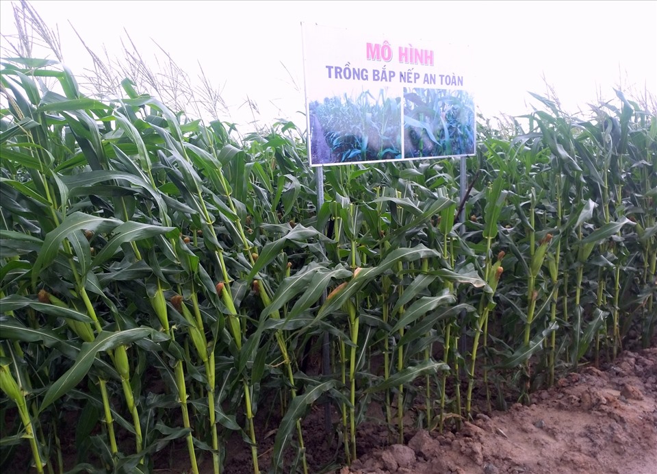 Nhờ có đội thu hoạch mà lượng ngô đến lứa thu hoạch tại xã Vĩnh Phú Tây, huyện Phước Long, tỉnh Bạc Liêu đã được tiêu thụ
