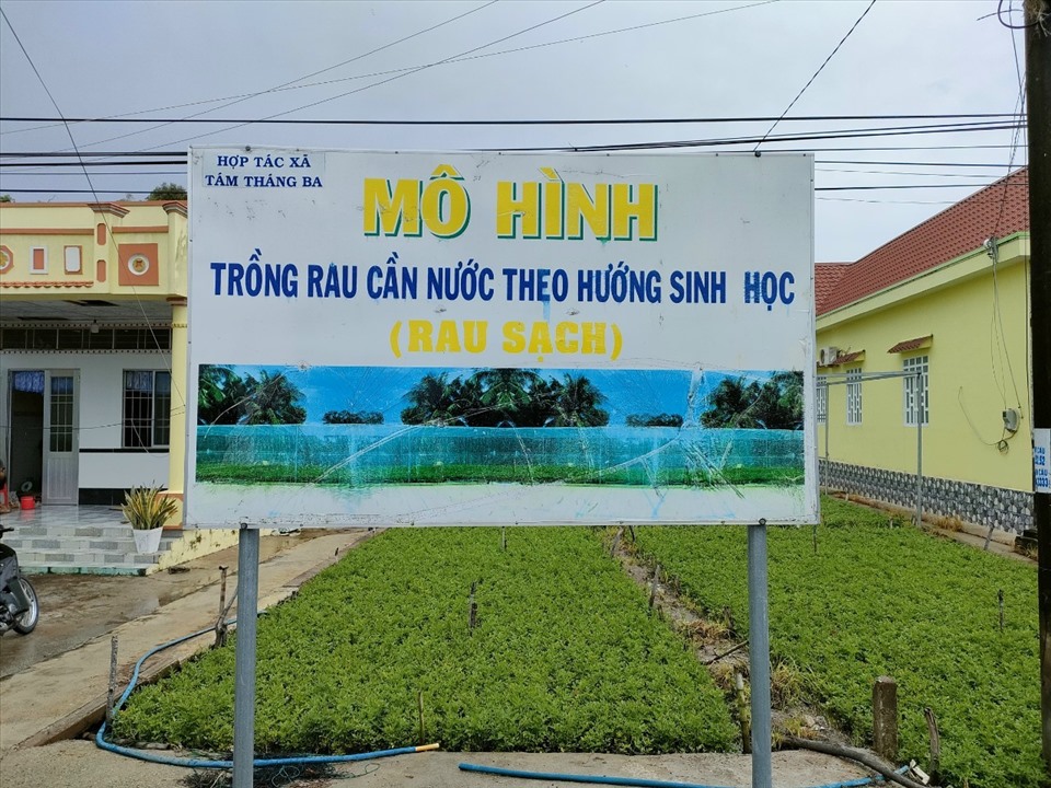 Vùng rau màu tại huyện Phước Long, tỉnh Bạc Liêu