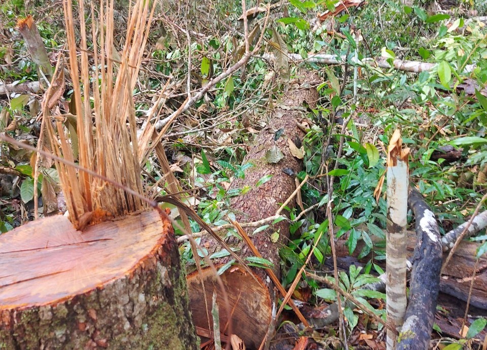 Nhiều cây rừng tự nhiên tại tiểu khu 1658 do Công ty Cổ phần Thiên Sơn quản lý đã bị cưa hạ. Ảnh: Bảo Lâm
