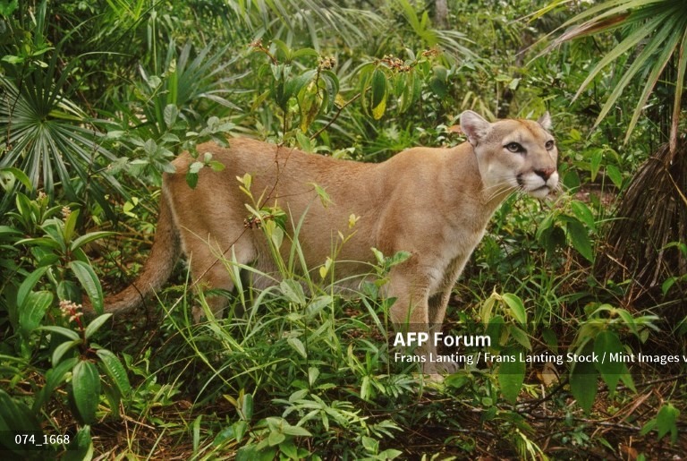 Báo sư tử. Ảnh: AFP