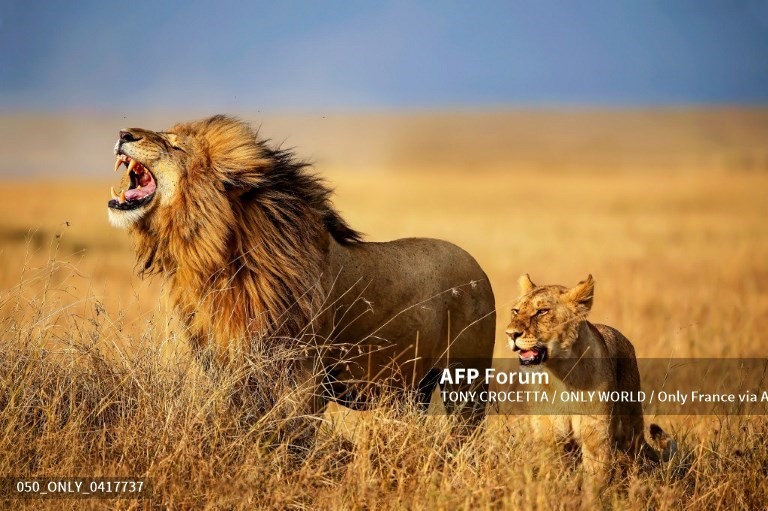 Sư tử. Ảnh: AFP