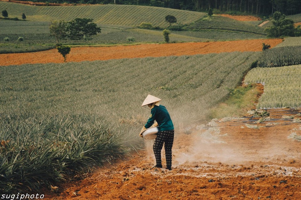 Tổng diện tích của nông trường khoảng 5.500 ha với khoảng 1.800 hộ chuyên làm nghề trồng dứa.
