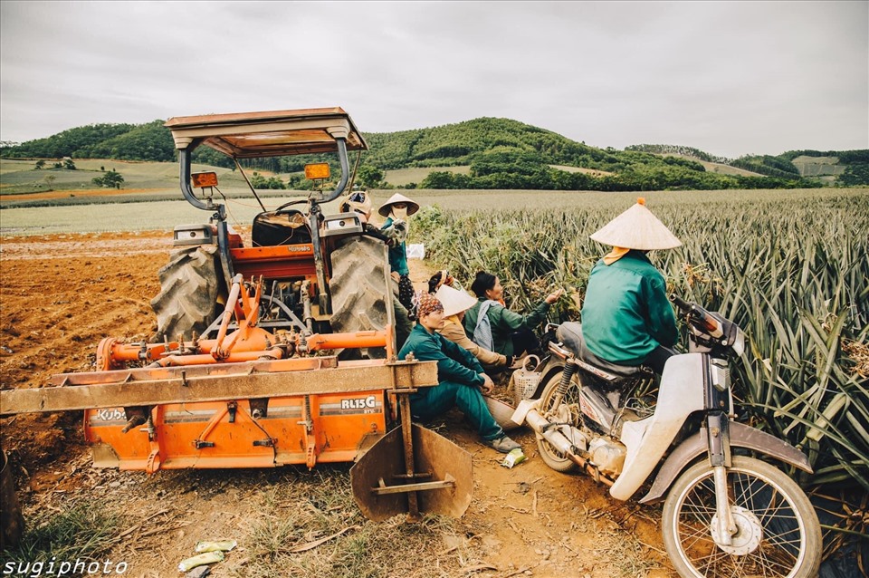 Khung cảnh hoang sơ, yên bình ở nông trại dứa ở TP Tam Điệp.