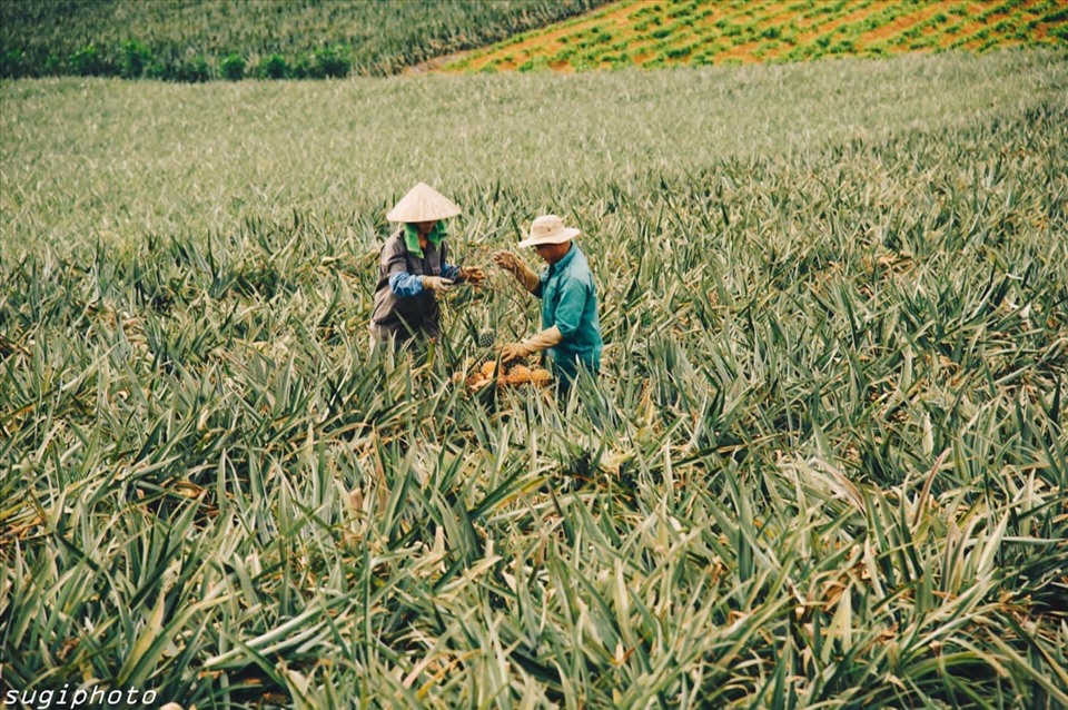 Không chỉ được tham quan cánh đồng dứa, bạn còn có cơ hội trở thành những nông dân thực thụ đi “thu hoạch” dứa. Hiện các vườn dứa ở đây không thu phí tham quan hay chụp ảnh, bạn nên xin phép chủ vườn trước khi bước vào
