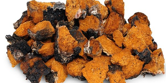 Nấm chaga (Inonotus Obliquus). Ảnh: Wiki