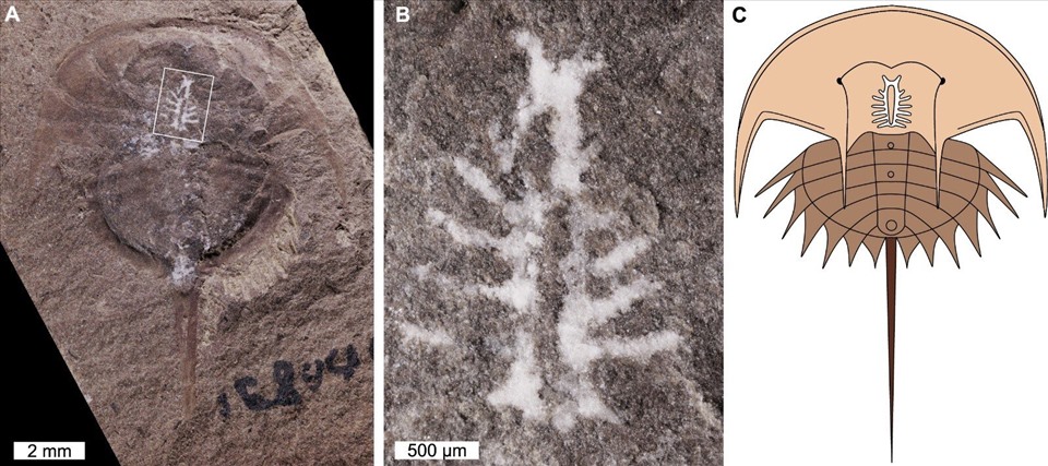 (A) Mẫu vật hóa thạch cua móng ngựa Euproops danae từ Mazon Creek, Illinois, Mỹ, được bảo quản nguyên vẹn với bộ não của nó. (B) Cận cảnh bộ não, như được chỉ ra bởi hộp trong hình ảnh A. (C) Tái tạo Euproops danae, bao gồm vị trí và giải phẫu của não. Ảnh: Russell Bicknell