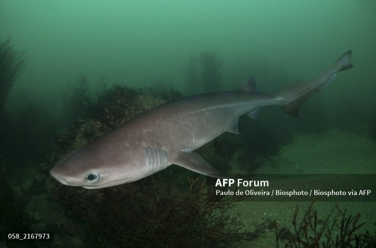 Cá mập 6 mang thường sống ở vùng nước tối tăm với độ sâu lên đến 2.500. Ảnh: AFP