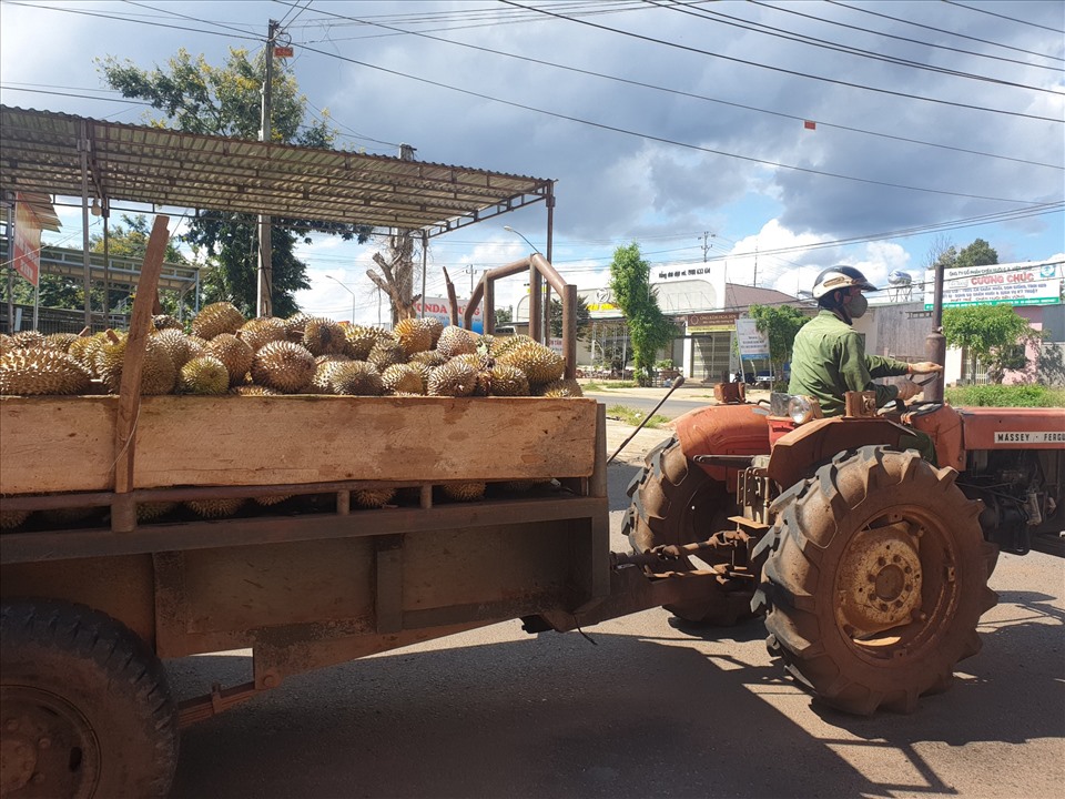 Sầu riêng huyện Cư Kuin, tỉnh Đắk Lắk đang đến mùa thu hoạch nhưng rớt giá thảm hại vì dịch COVID-19. Ảnh: B.T