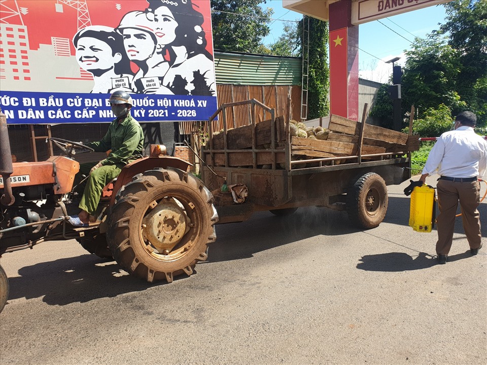 Sầu riêng huyện Cư Kuin, tỉnh Đắk Lắk đang đến mùa thu hoạch nhưng rớt giá thảm hại vì dịch COVID-19. Ảnh: B.T