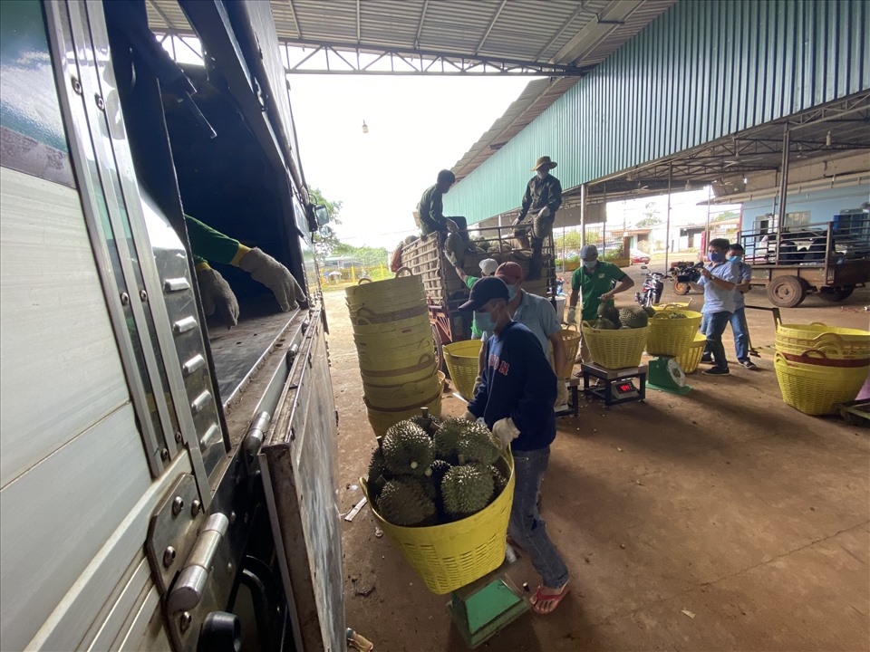 Thương lái đến Đắk Lắk thu mua, vận chuyển nông sản đi tiêu thụ. Ảnh: N.G