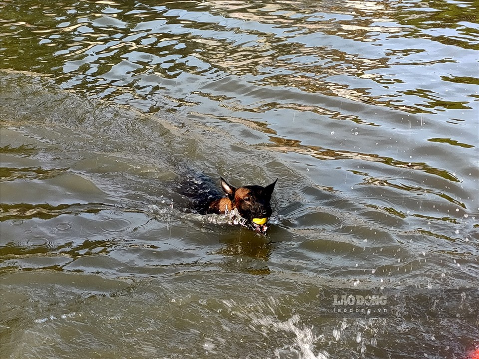 Những con thú cưng cũng được các chủ nhân đưa ra sông tắm mát, tập luyện bơi lội.