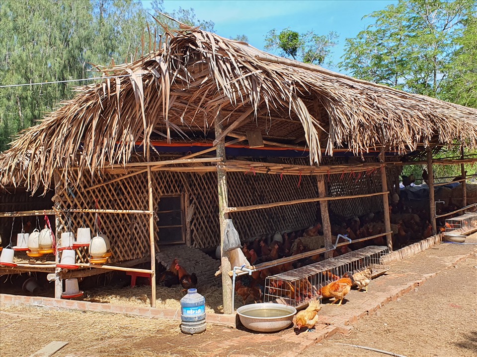 Trang trại nuôi gà chuẩn bị phục vụ cho khách du lịch tại dự án.