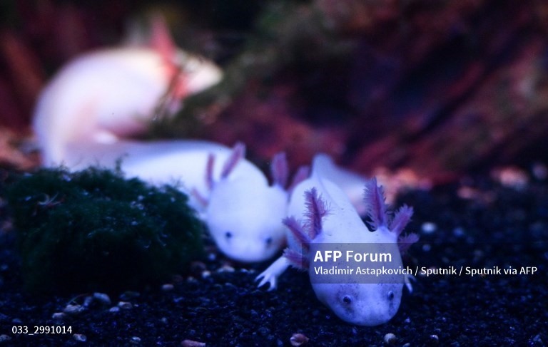Hình ảnh những con axolotls. Ảnh: AFP